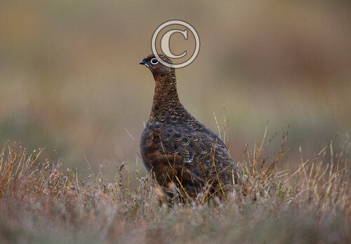 Red Grouse DM1616